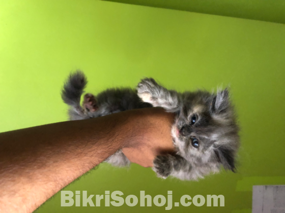 Persian cat